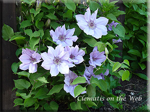 Clematis photograph