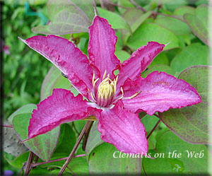 Clematis photograph