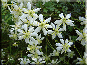 Clematis photograph