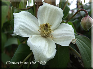 Clematis photograph