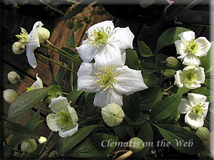 Clematis photograph