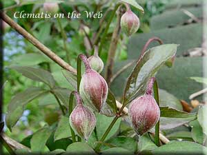 Clematis photograph