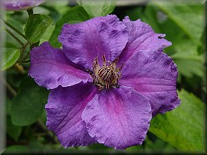 Clematis photograph