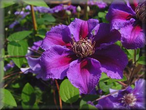 Clematis photograph