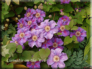 Clematis photograph