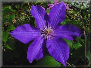 Clematis photograph