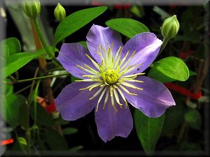 Clematis photograph