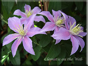 Clematis photograph