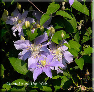 Clematis photograph