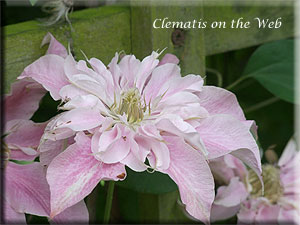 Clematis photograph