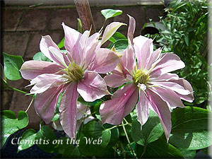 Clematis photograph