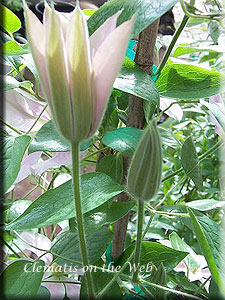 Clematis photograph