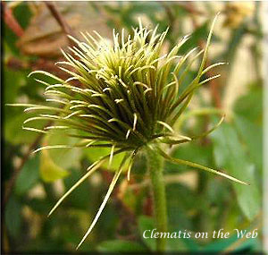 Clematis photograph