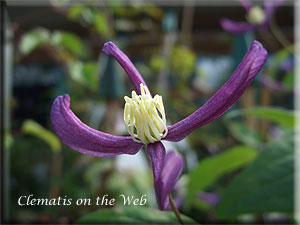 Clematis photograph