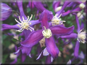 Clematis photograph