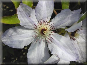 Clematis photograph