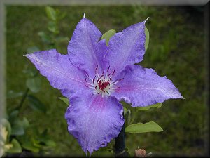 Clematis photograph