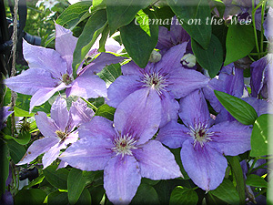 Clematis photograph