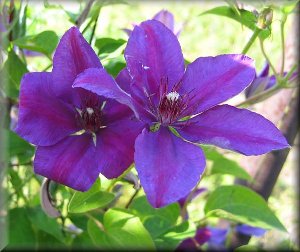 Clematis photograph