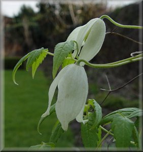 Clematis photograph