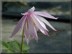 Clematis photograph