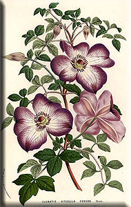 Clematis photograph