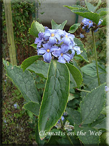 Clematis photograph