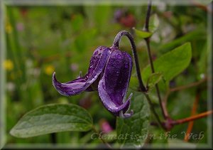 Clematis photograph