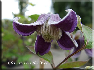 Clematis photograph