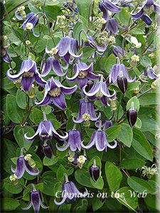 Clematis photograph