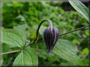 Clematis photograph