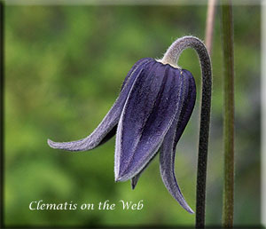 Clematis photograph