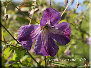 Clematis photograph