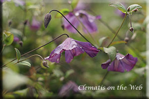 Clematis photograph