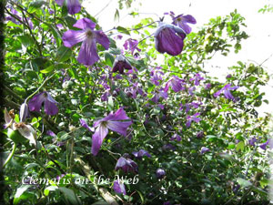 Clematis photograph