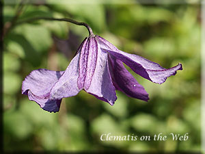 Clematis photograph