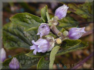 Clematis photograph