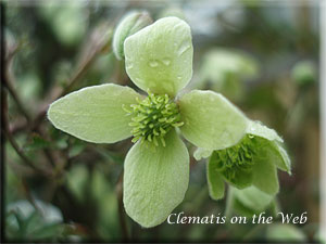 Clematis photograph