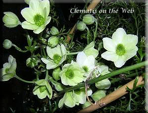 Clematis photograph