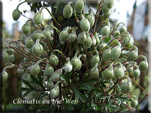 Clematis photograph