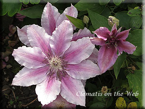 Clematis photograph