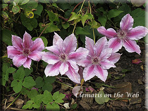 Clematis photograph