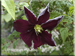 Clematis photograph