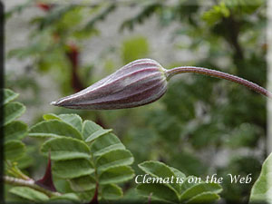 Clematis photograph