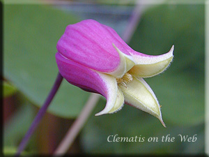 Clematis photograph