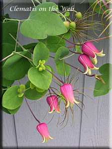 Clematis photograph