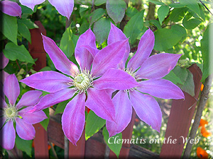 Clematis photograph