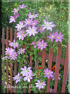 Clematis photograph