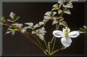 Clematis photograph