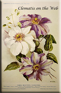 Clematis photograph